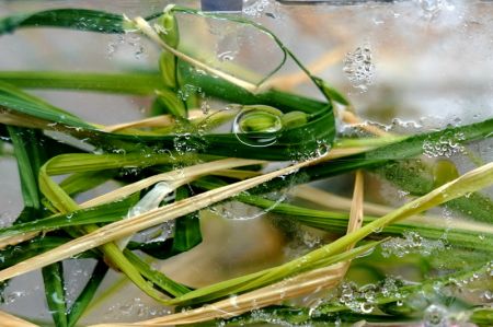 (miniature) Photo prise le 29 août 2022 montrant des épis dans une unité expérimentale des mêmes échantillons de plants de riz utilisés par le module laboratoire chinois Wentian