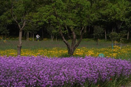 (miniature) Photo de champs de fleurs dans le parc forestier du mont San Tai