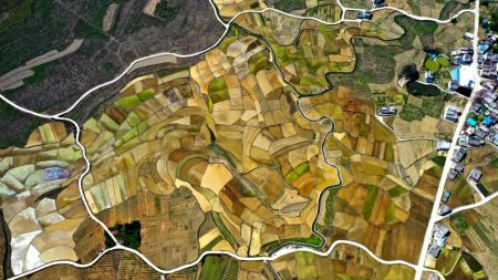 (miniature) Vue a&eacute;rienne d'une base de plantation de riz riche en s&eacute;l&eacute;nium dans le village de Longkou du district autonome Yao de Dahua