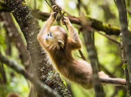 (miniature) Un rhinopithèque au Centre de recherche sur les rhinopithèques de Dalongtan dans le parc national de Shennongjia