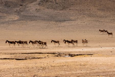 (miniature) Des ânes sauvages tibétains à Nagqu