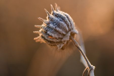 (miniature) Des plantes recouvertes de givre dans l'arrondissement de Jizhou