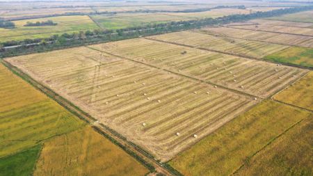 (miniature) Des véhicules agricoles collectent de la paille de riz dans les champs du district de Nanchang de la ville de Nanchang