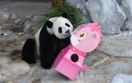 (miniature) Le panda géant Gong Gong dans le Parc tropical de la faune et jardin botanique de Hainan à Haikou