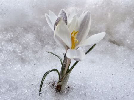 (miniature) Des fleurs de gagée s'épanouissent sur la prairie dans le district de Zhaosu