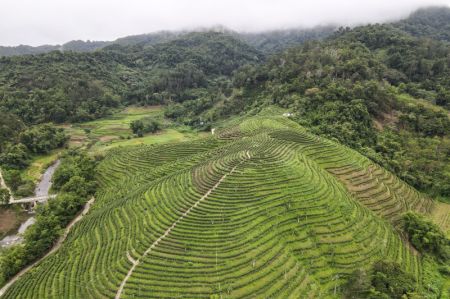 (miniature) Une plantation de thé