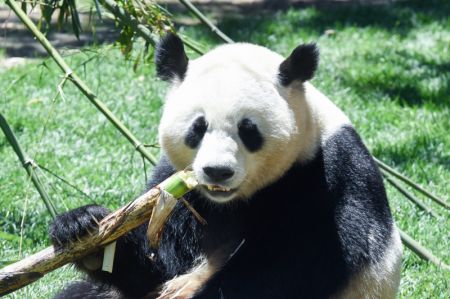 (miniature) Photo prise le 30 mai 2024 du panda Zhu Yu au Zoo de Madrid