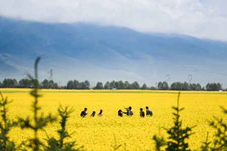 (miniature) Des touristes prennent des photos au milieu de fleurs de colza dans le district autonome Hui de Menyuan