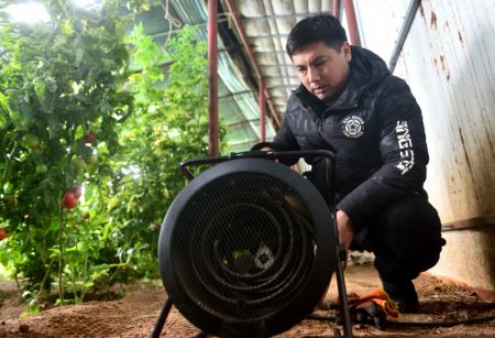 (miniature) Un agriculteur installe un équipement de chauffage à l'intérieur d'une serre à tomates dans le village de Gangtou de l'arrondissement de Luancheng