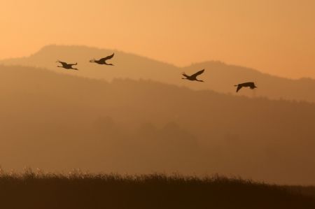 (miniature) Une volée de grues à cou noir plane au-dessus de la réserve naturelle nationale de Caohai