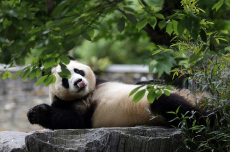 (miniature) Le panda géant Fu Bao dans son enclos à la base des pandas géants de Shenshuping