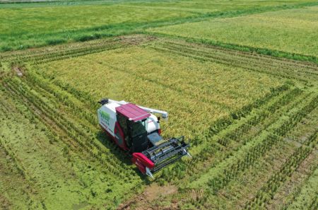 (miniature) Une moissonneuse autonome dans un champ d'un bourg du district de Nanchang