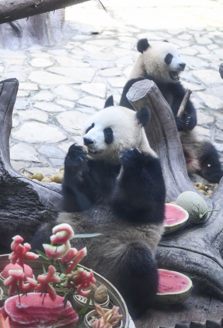 (miniature) Les pandas jumeaux Qing Hua et Qing Lu lors d'un gala d'anniversaire dans le parc à thème Locajoy du district de Yongchuan