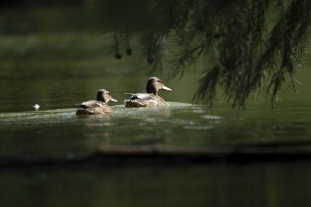 (miniature) Des oiseaux au parc national des zones humides du lac Chishan