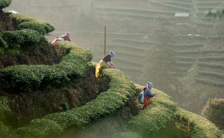 (miniature) Des agriculteurs cueillent des feuilles de thé dans un jardin de thé du district autonome Dong de Tongdao