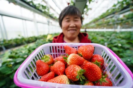 (miniature) Une femme montre des fraises dans l'arrondissement de Lishui à Nanjing