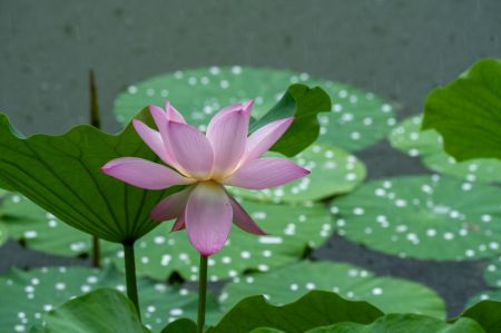 (miniature) Une fleur de lotus sous la pluie dans un parc à Nanjing