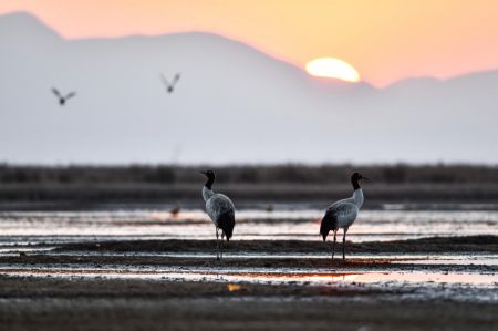 (miniature) Des grues à cou noir dans la Réserve naturelle nationale de Caohai dans le district autonome Yi