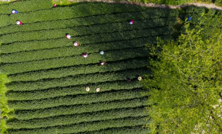 (miniature) Photo aérienne d'un jardin de thé dans le village de Meijiawu à Hangzhou
