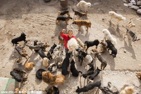 (miniature) Chine : Ancien millionnaire, il se ruine pour sauver des milliers de chiens