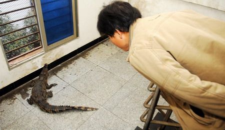 (miniature) crocodile chinois