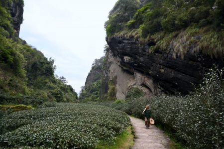 (miniature) Un agriculteur marche dans une ferme de th&eacute; &agrave; Wuyishan