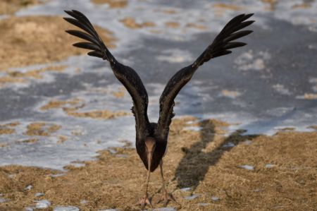 (miniature) Une cigogne noire est aperçue dans le parc des zones humides de la rivière de Beichuan à Xining