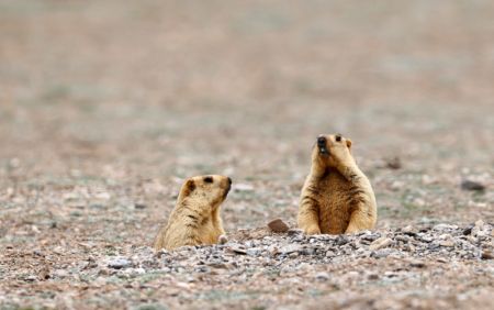 (miniature) Des marmottes de l'Himalaya dans la Réserve naturelle nationale des monts Altun