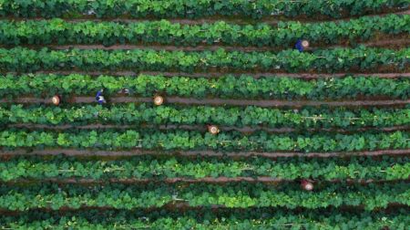 (miniature) Des agriculteurs travaillent dans une plantation de l&eacute;gumes &agrave; Mingxing