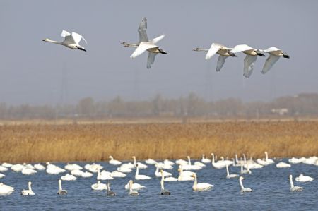 (miniature) Des cygnes survolent le lac Luoping