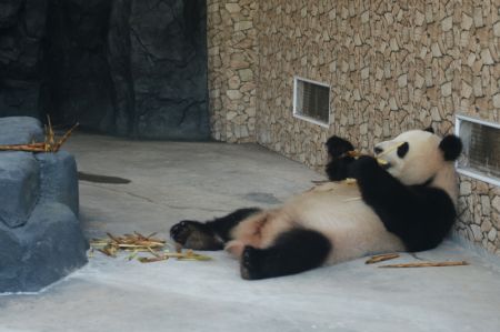 (miniature) Le panda g&eacute;ant Damei au zoo &eacute;cologique de Changsha