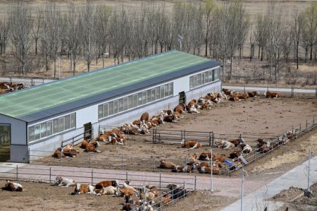 (miniature) Photo aérienne de bovins à l'extérieur de leur étable