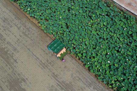 (miniature) Photo a&eacute;rienne d'un agriculteur se pr&eacute;parant &agrave; transplanter des semis de riz dans les champs du village de Taijiu du bourg de Taiyuan
