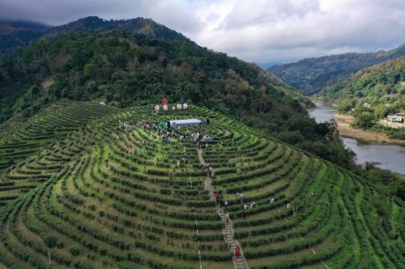 (miniature) Photo aérienne prise par un drone montrant un jardin de thé à Wuzhishan