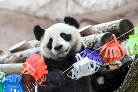(miniature) Le panda géant Dingding joue avec les décorations festives au Zoo de Moscou