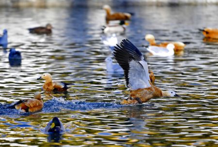 (miniature) Des Tadornes casarcas dans le parc Longwangtan