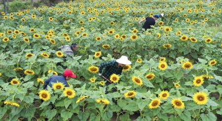 (miniature) Photo a&eacute;rienne prise le 23 ao&ucirc;t montrant des agriculteurs qui binent un champ de tournesol dans le village de Hongyatun