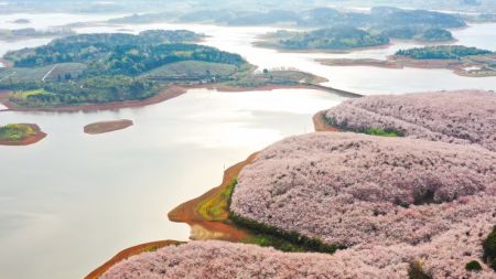 (miniature) Photo aérienne prise le 17 mars 2022 de cerisiers en fleur dans un jardin de cerisiers de la nouvelle zone de Guian à Guiyang