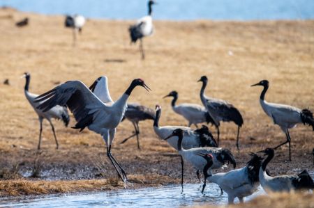 (miniature) Des grues à cou noir dans la zone humide de Dahaizi