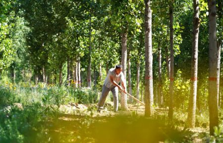 (miniature) Un ouvrier enlève les mauvaises herbes dans un projet de parc écologique qui présente le paysage écologique le long de la rivière Laozhang