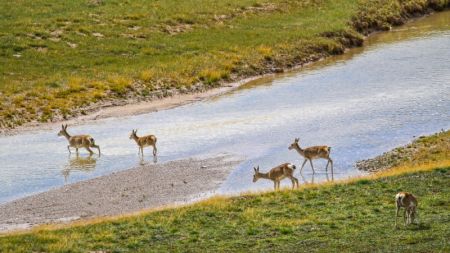 (miniature) Un troupeau d'antilopes tibétaines à la source de la section du fleuve Jaune au parc national de Sanjiangyuan