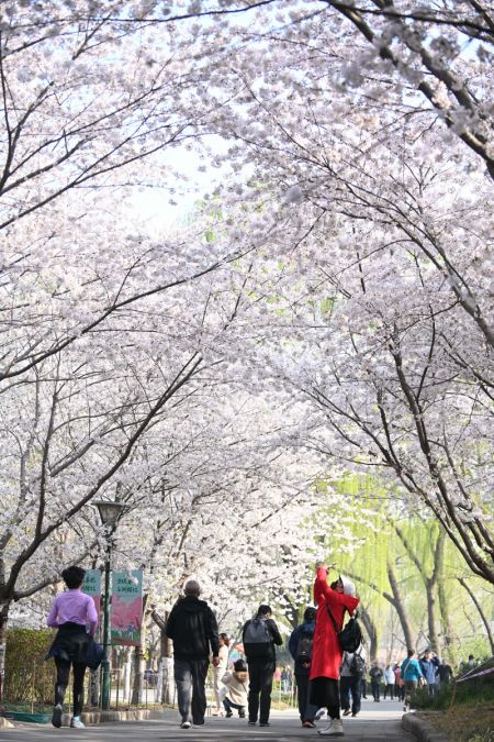 (miniature) Des visiteurs au milieu de cerisiers en fleurs au parc Yuyuantan