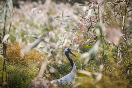 (miniature) Une grue dans la Réserve naturelle nationale de Liaohekou