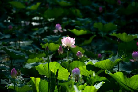 (miniature) Des fleurs de lotus dans le parc de Qingcheng