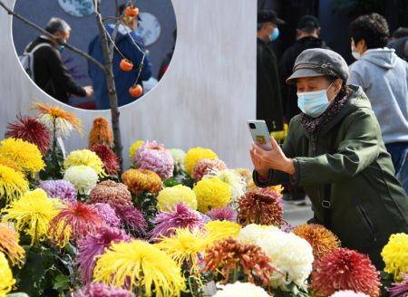 (miniature) Une visiteuse prend des photos de chrysanth&egrave;mes lors d'une exposition organis&eacute;e dans un parc &agrave; Beijing