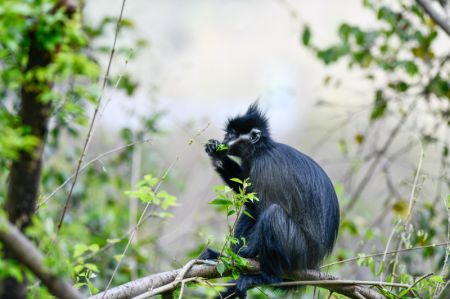 (miniature) Un singe Langur de François dans la réserve naturelle nationale de Mayanghe