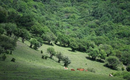 (miniature) Des bestiaux se reposent dans la prairie d'une ferme foresti&egrave;re de la montagne Guanshan dans le district autonome Hui de Zhangjiachuan &agrave; Tianshui