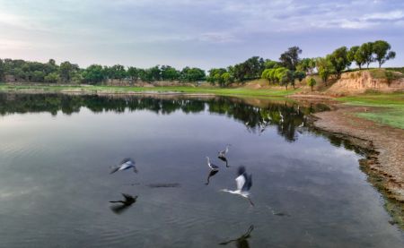 (miniature) Des oiseaux cherchent de la nourriture dans la rivière Luhe du district de Jingbian
