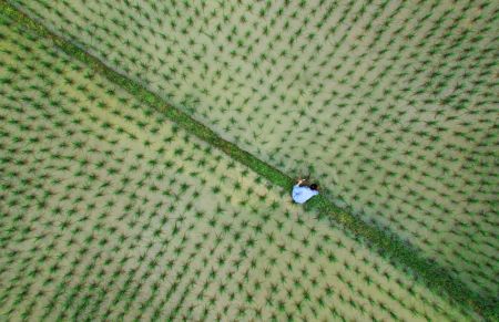 (miniature) Photo aérienne d'un agriculteur travaillant dans un champ de riz du village de Migao