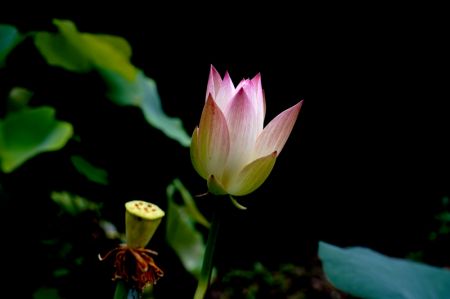 (miniature) Une fleur de lotus au Jardin botanique de Shanghai